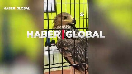 Bolu'da yaralı bulunan şah kartalı tedavi edilerek doğaya salındı