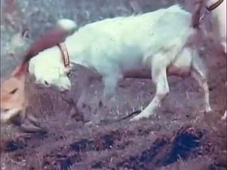 The Glacier Fox (1978) TV Spots