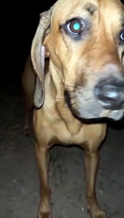 Curious Doggo Catches a Locust