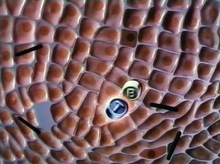 Aging: The Methuselah Syndrome | Full Documentary | NOVA | PBS