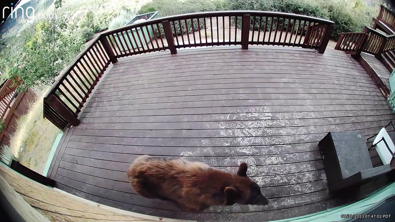 Troublemaking Bear Paws At New Security Camera