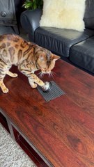 Bengal Cat Dings Bell for Treats