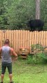 Man and His Yorkie Encounter Black Bear in Backyard