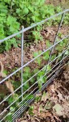 Man Frees Fawn's Foot From Fence