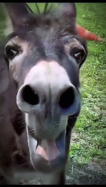 FUNNY VIDEOS 