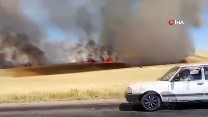 Incendie en tonnes de champs de blé cultivés