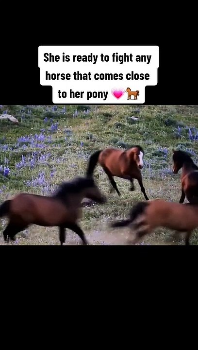 female wild horse