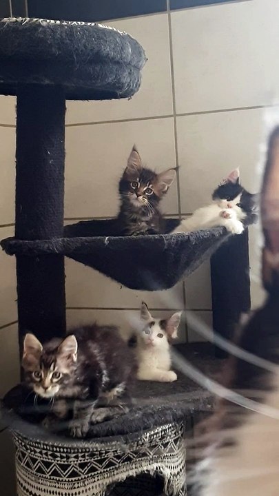 les chatons de Milka