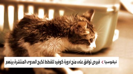 قبرص توافق على منح أدوية كوفيد للقطط لكبح العدوى المنتشرة بينهم