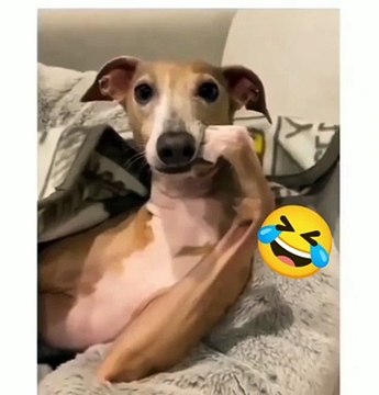 Best funny dog compilation dog funny videos - afv funniest videos animals #shorts #dog #dogs #viraldogs