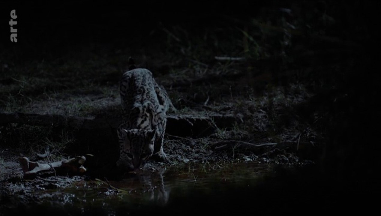 L’ocelot, un félin en danger