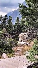 NEVER SEEN!!! Huge muscular mountain goat seen in forest