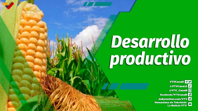 Cultivando Patria | Avances del Plan de Siembra de Maíz en la Asociación Cooperativa Las 3R