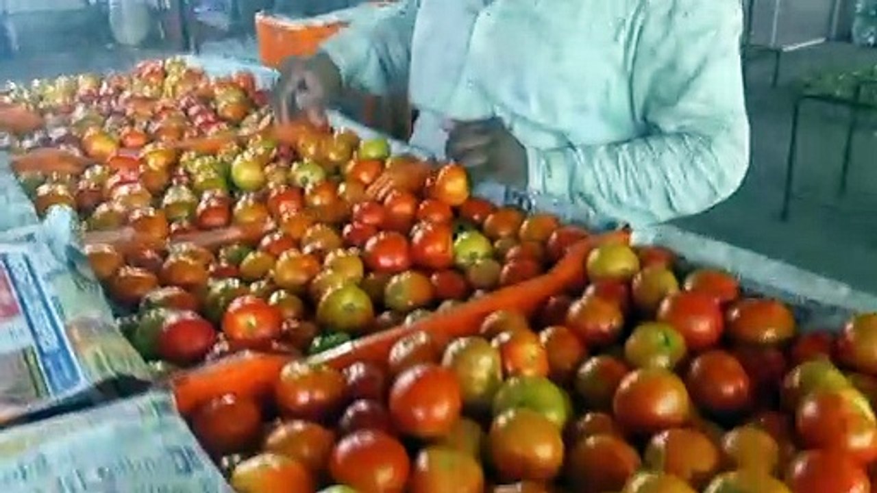 Tomato prices fell, from Rs 250 to Rs 50-60 per kg