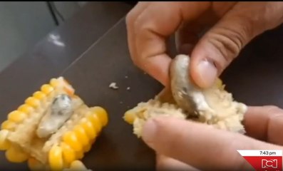 Hallan droga camuflada en mazorcas