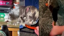 New BestFunny Dogs And Cats Videos 2023-----Best Funniest Animal Videos Of The Day---#128---أطرف مقاطع الفيديو الحيوانية اليوم