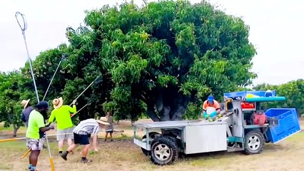 Modern Technology of mango farm in Australia __ Agriculture technology