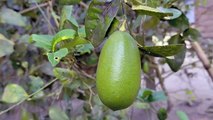 বাংলা চটি | How to grow lemon tree plant