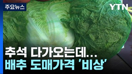 배추 도매가격 2.6배 '껑충'...태풍 영향에 더 오를 듯 / YTN