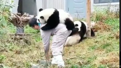 Sevimli pandaların bakıcılarına olan ilgisi sosyal medyada viral oldu