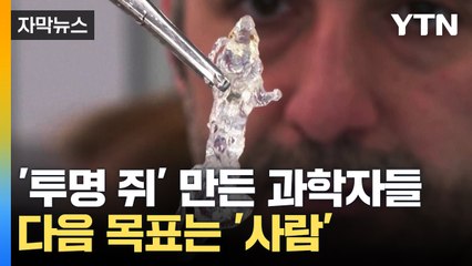 [자막뉴스] '투명 쥐' 만든 과학자들...다음 목표는 '사람' / YTN