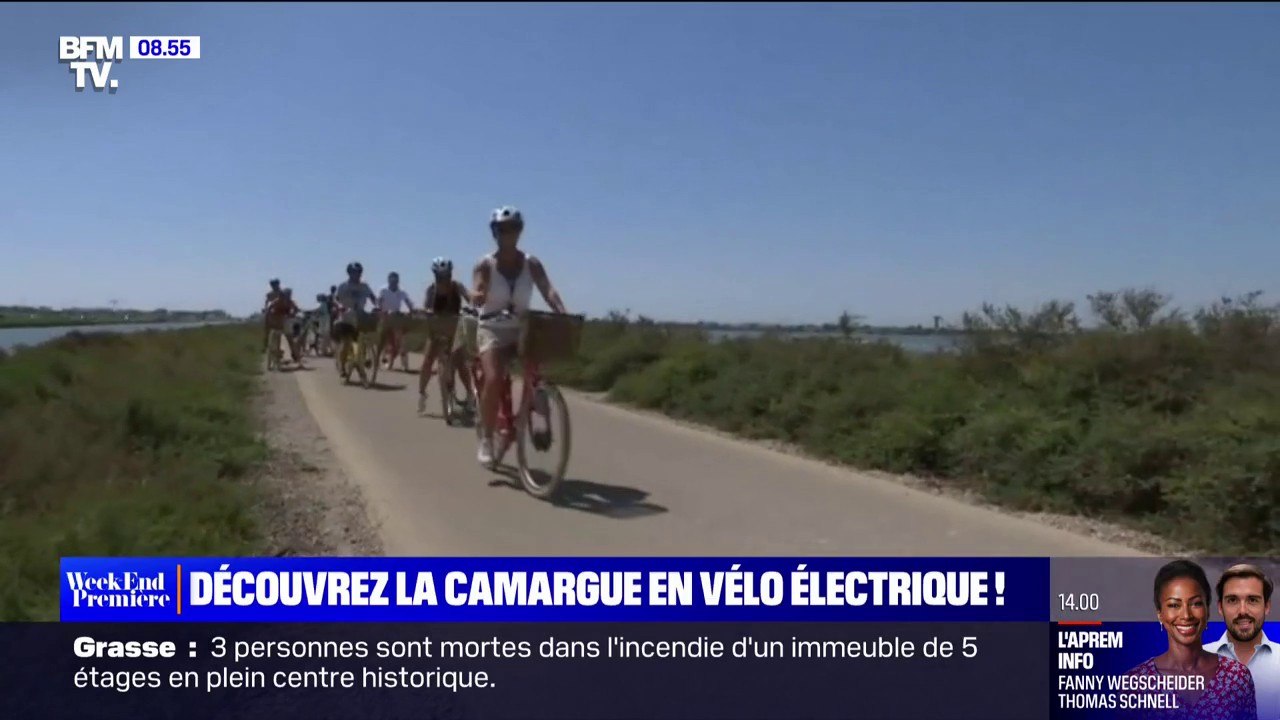 Flamants roses, taureaux, chevaux: à la découverte de la faune de Camargue à vélo