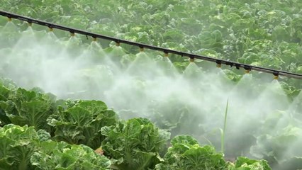 배추 도매가격 2.6배 '껑충'...태풍 영향에 더 오를 듯 / YTN