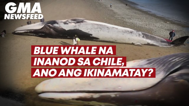 Blue whale na inanod sa Chile, ano ang ikinamatay? | GMA News Feed