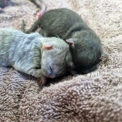 Tiny kittens fight for survival after mum dies in childbirth