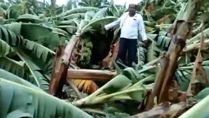 बुरहानपुर: ओलावृष्टि से किसानों की फसलें हुई खराब, कांग्रेस करेगी खटिया आंदोलन