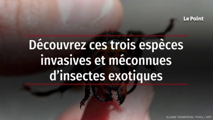 Découvrez ces trois espèces invasives et méconnues d’insectes exotiques