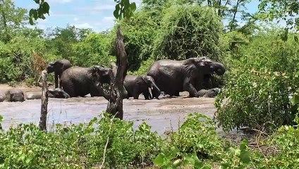 Graceful Giants In River Oasis