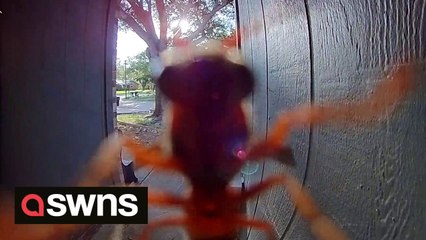 A man's relaxing time was interrupted when a WASP rang his doorbell