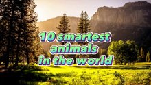10 Smartest Animals In The World