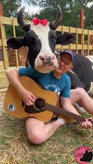 Cow Listens to Man Sing