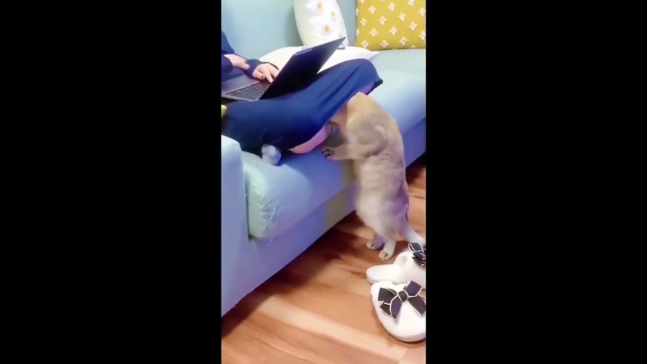 Funny Animal Videos 2023  - Funniest Cats And Dogs Video  _  Part 17