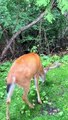 Buck Gently Nibbles Strawberries