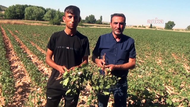 Çiftçi ile kooperatif arasında 'borç' tartışması! Çiftçiye su vermediler