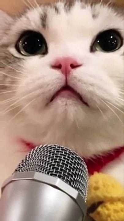 unique cat