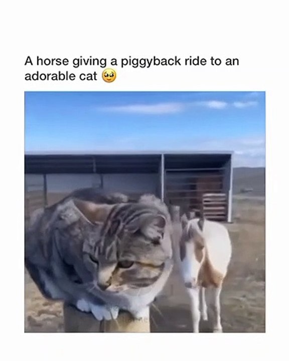 Cat ride on horse