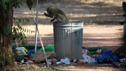 Dumpster Diving Monkeys