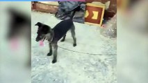 Napoli, il cagnolino abbandonato sotto il sole soccorso e affidato ai veterinari