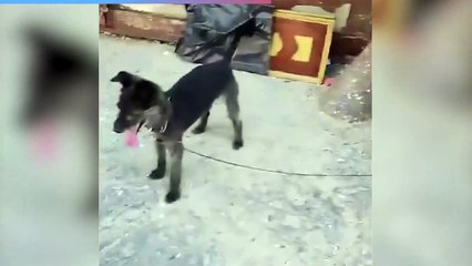 Download Video: Napoli, il cagnolino abbandonato sotto il sole soccorso e affidato ai veterinari