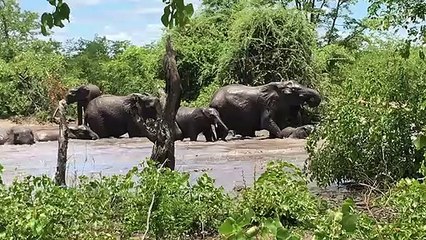 Graceful Giants In River Oasis