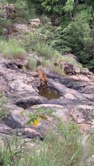 चार माह बाद आखिरकार नजर आई बाघिन टी-99 की मादा शावक
