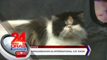 International cat show | 24 Oras Weekend