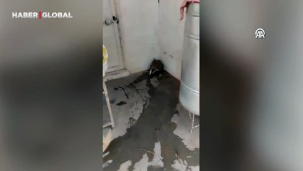 Balkonunda gördü şoke oldu! Aşırı sıcaktan evin avlusuna sığındı