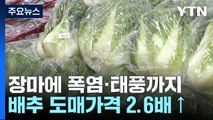 장마에 폭염·태풍까지...배추 도매가격 한 달 새 2.6배 ↑ / YTN