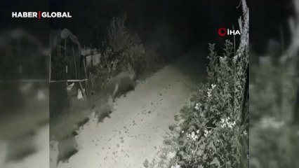 Yalova’da kayıt altına alındı: Sürü halinde merkeze böyle indiler...