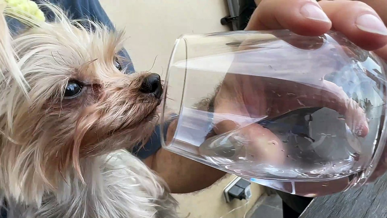 Pitdsy drink